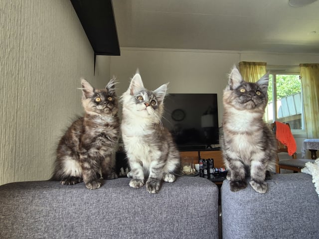 Maine Coon · Hokksund · N Eikerskogens