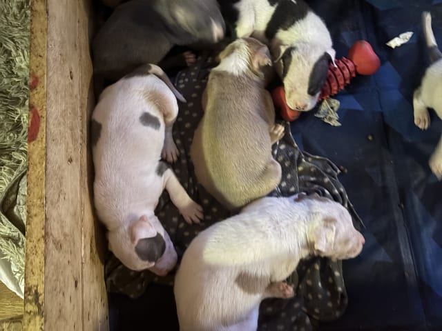 Staffordshire bull terrier