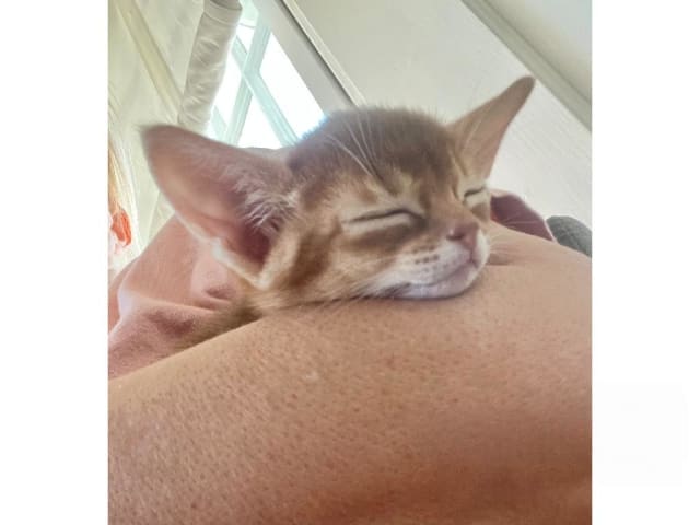 Abyssiner katt · Karlskrona · SE*Babytassens