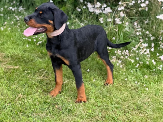 Rottweiler