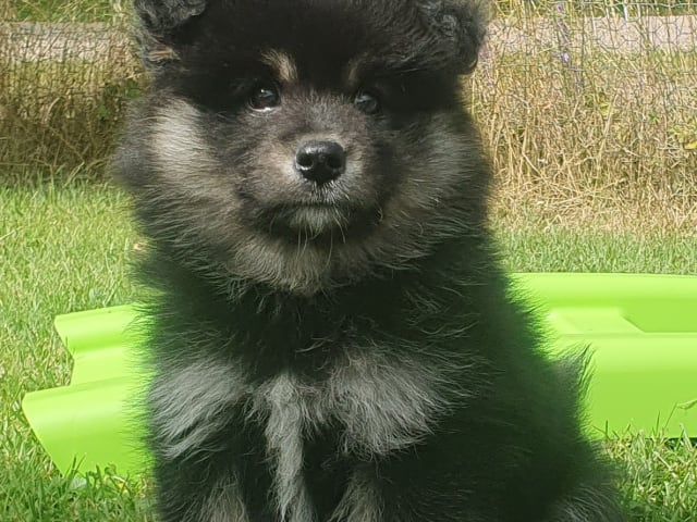 Finsk lapphund · Karlstad · Strix's