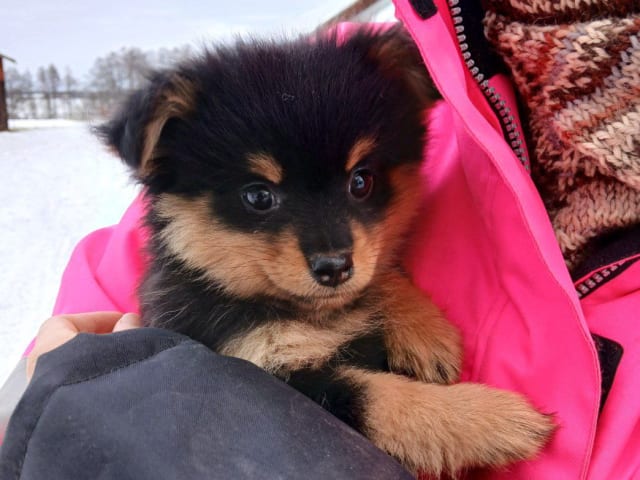 German Spitz – Mittelspitz