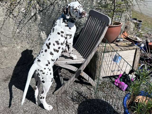 Dalmatian