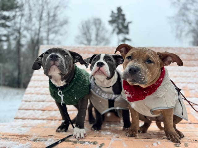 American bully