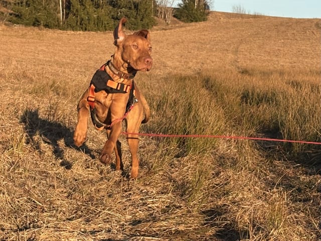 Hungarian Vizsla
