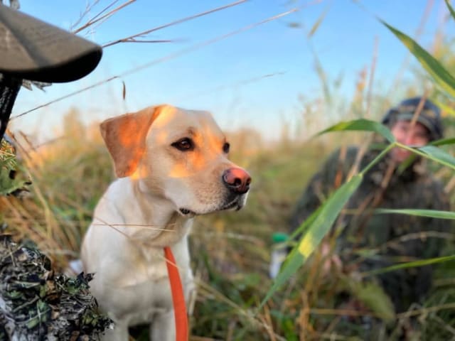 Labrador retriever · Enviken · Tyskgårdens