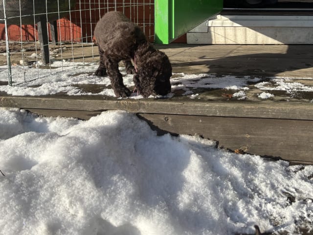 Irish Water Spaniel