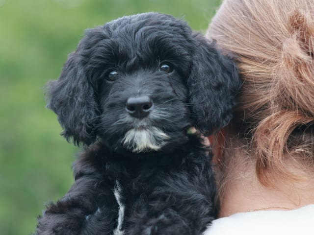 Bernedoodle