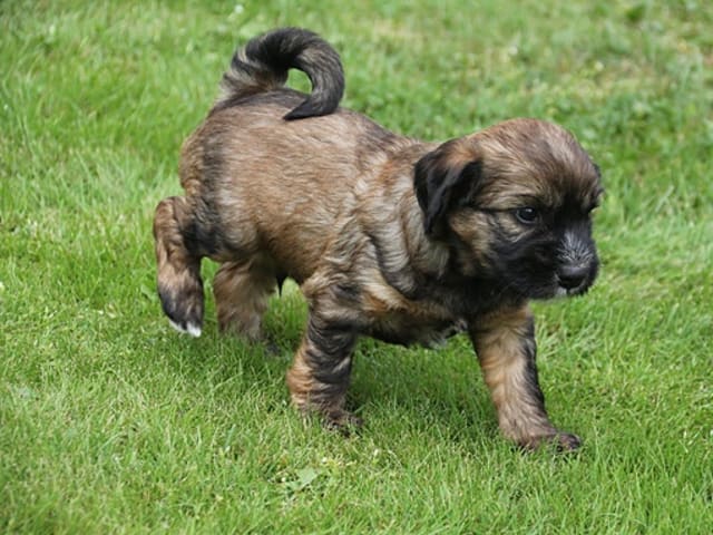 Tibetansk terrier