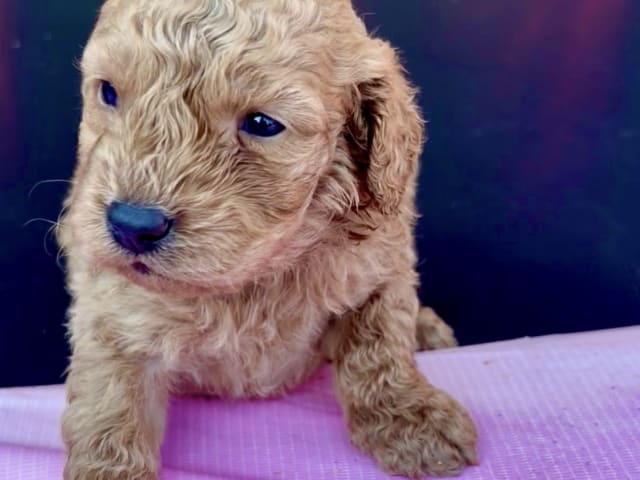 Labradoodle · Vittsjö · Fluffssons