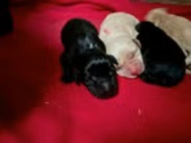 Labrador retriever · Hornslet · Tomas Jansen, Sarah Raluy Brøchner