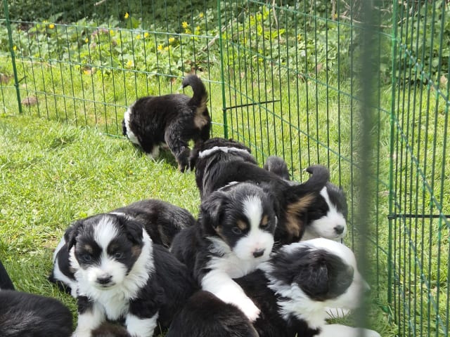 Miniature American Shepherd