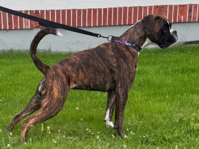 Boxer