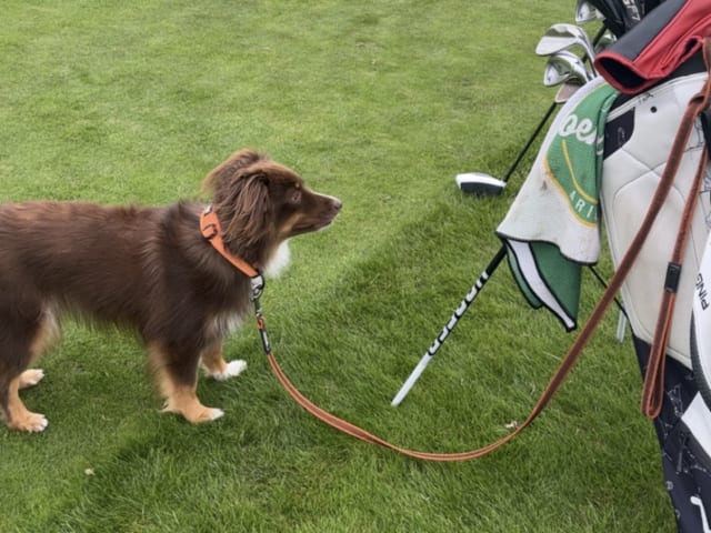Miniature American Shepherd · Hägersten · Gabriel L.