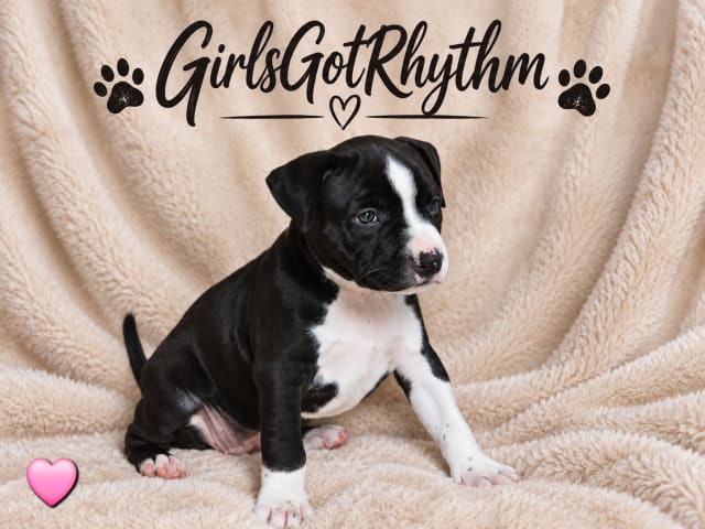 American staffordshire terrier · Härryda · Beatrice Svensson