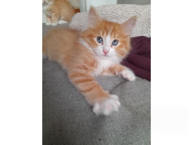 Sibirisk katt · Borlänge · SnowKitten