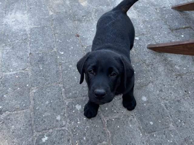 Labrador retriever · Hjallerup · Townfield's
