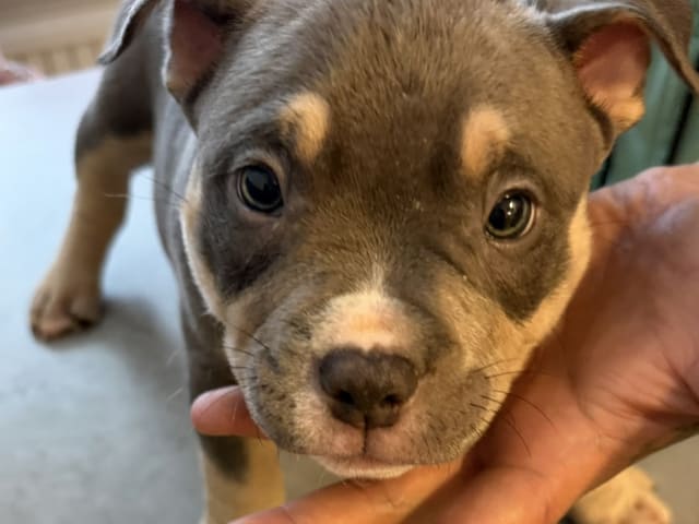 American Bully · Borås · Jasmine A.