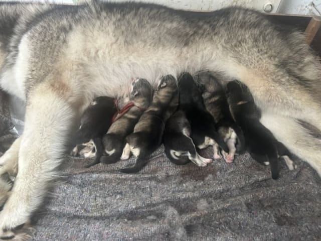 Alaskan Malamute