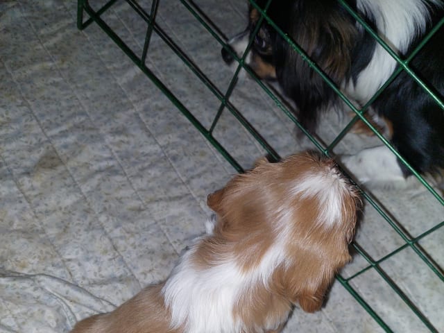Cavalier King Charles Spaniel