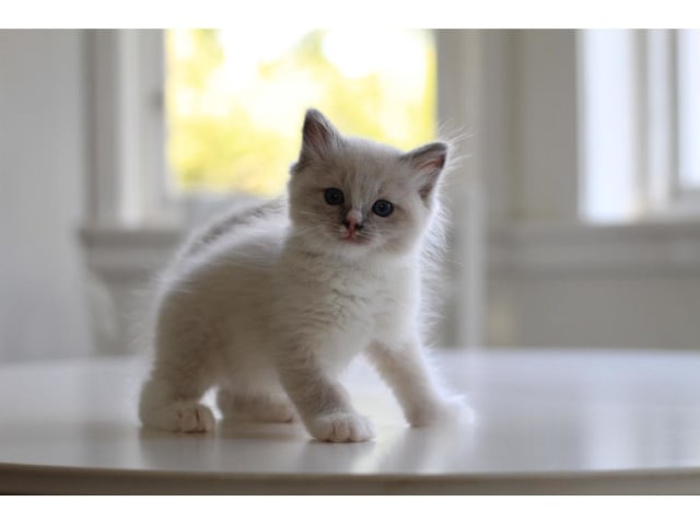Ragdoll