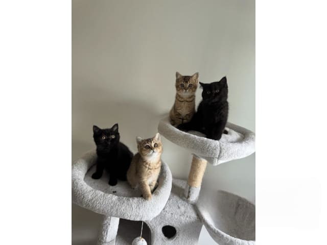 British Shorthair · Skövde · SE*Britessa