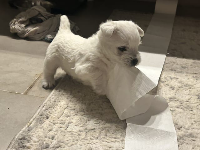 West Highland White Terrier · Perstorp · Charlotta W.