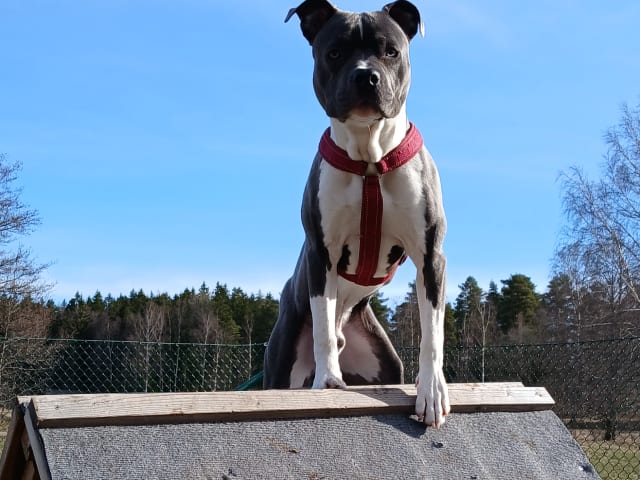 American Staffordshire Terrier