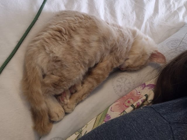 Maine Coon · Västra Frölunda · Dagdrivarn