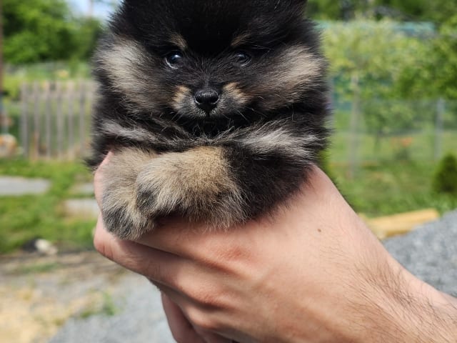 Pomeranian · Enköping · Pomsik Rakaaig