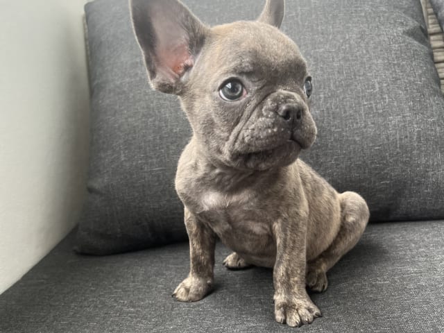 French Bulldog · Norrköping · Emiras frallor
