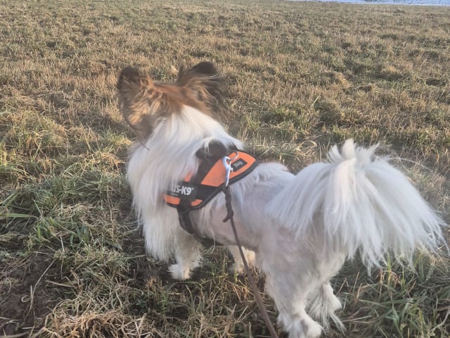 Papillon