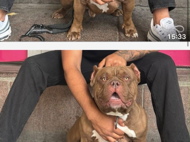 American Bully · Lindesberg · Rekaot H.