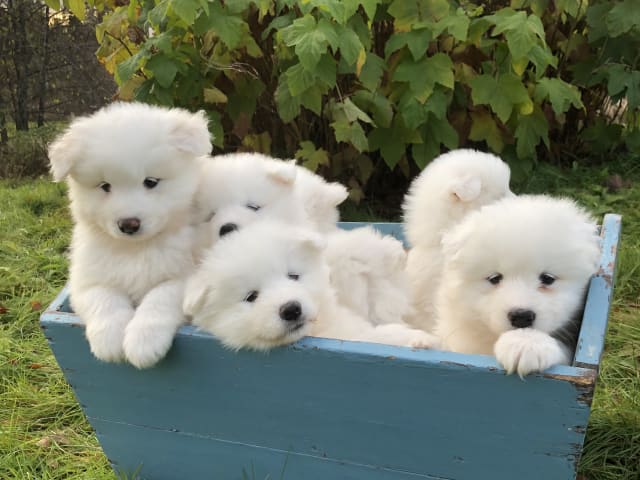 Samoyed
