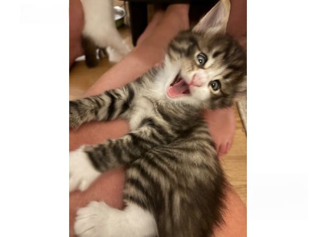 Norsk skogkatt · Enköping · Lodahlshjem