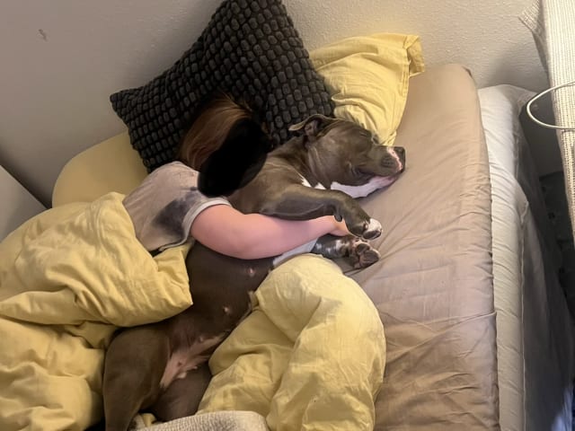 American bully · København · Joan J.