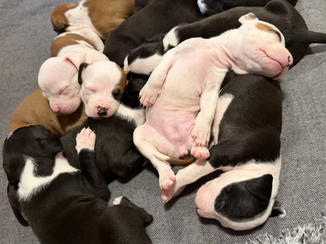 American Staffordshire Terrier