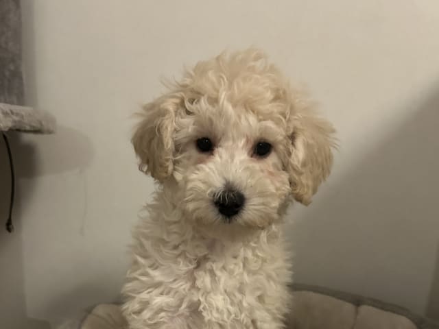 Miniature Poodle