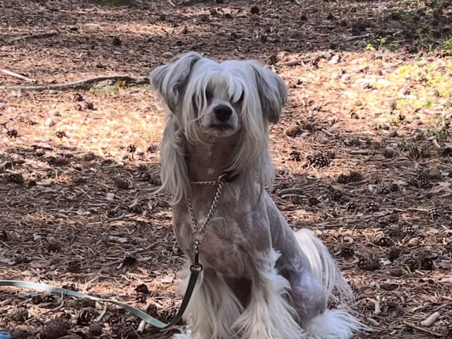 Chinese Crested Dog