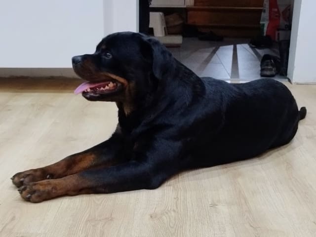 Rottweiler