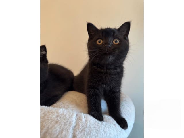 British Shorthair · Skövde · SE*Britessa