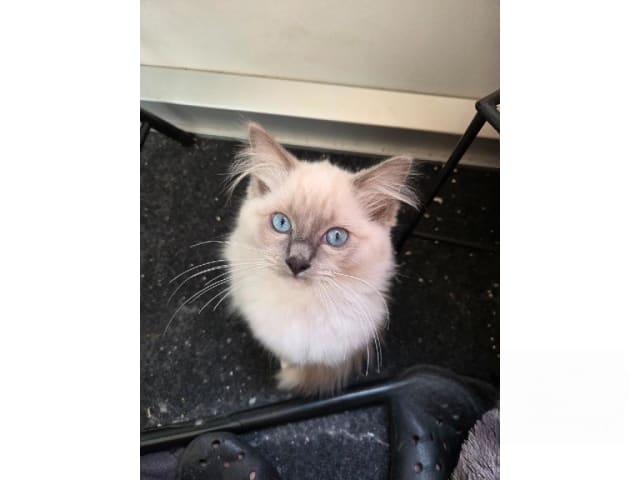 Ragdoll · Vårby · SE*Ragsu's
