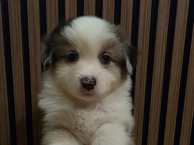 Miniature American Shepherd · Hyllinge · Lina Bäckström