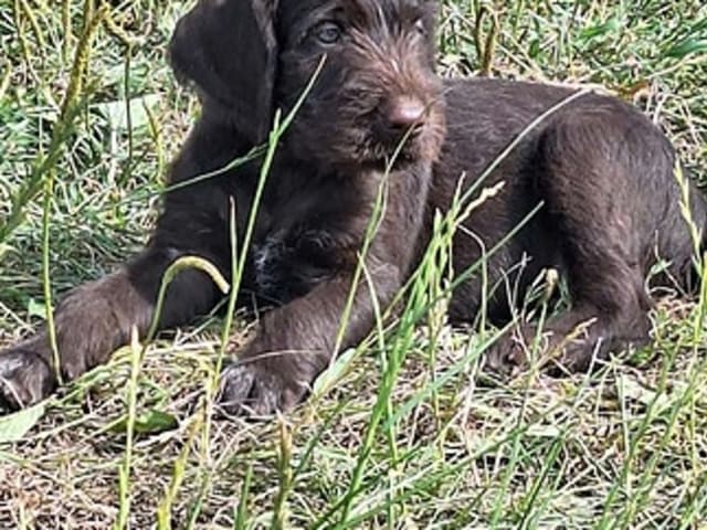 Vorstehhund