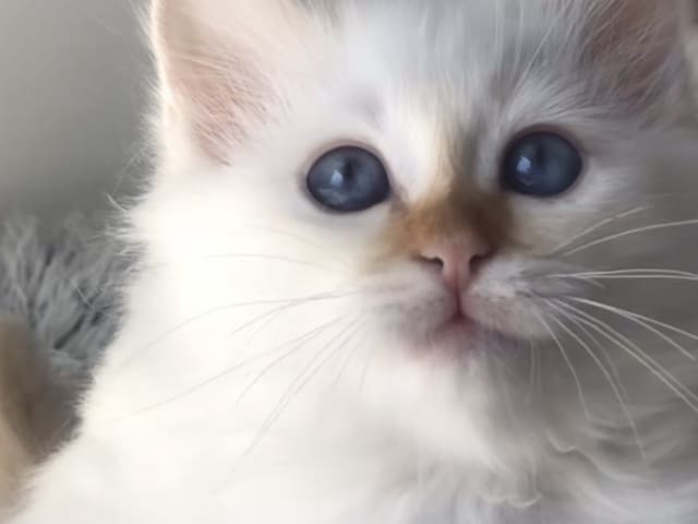 Birman