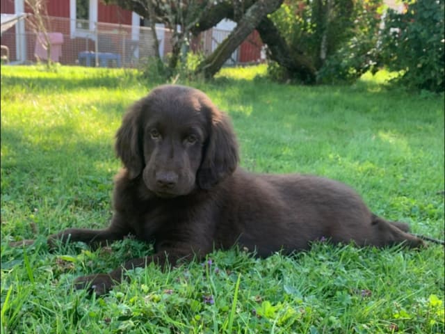 Flatcoated retriever · Kil · Torpedos