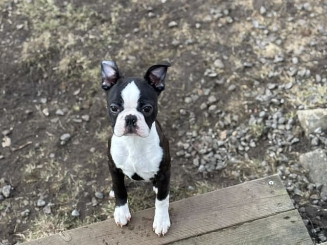 Bostonterrier