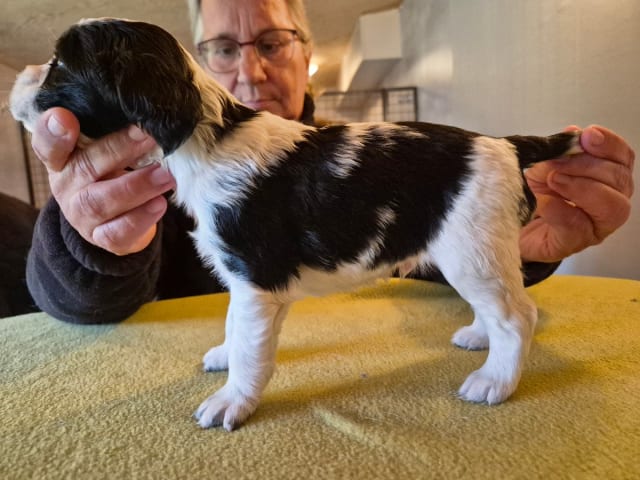 English Springer Spaniel · Hallstavik · Belgarbo's