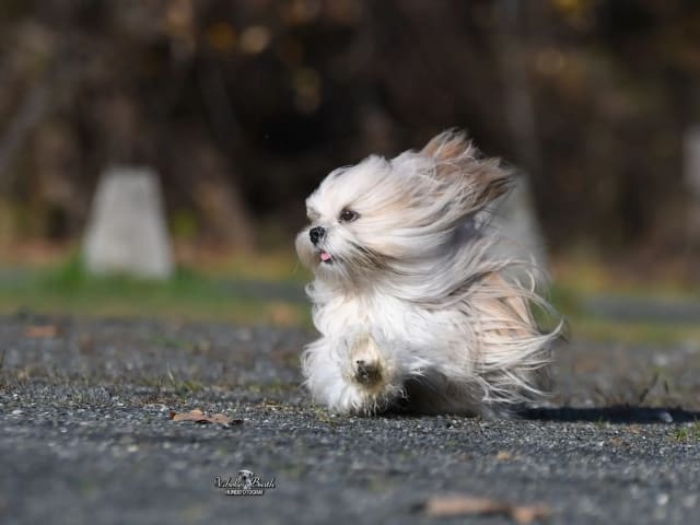 Lhasa apso