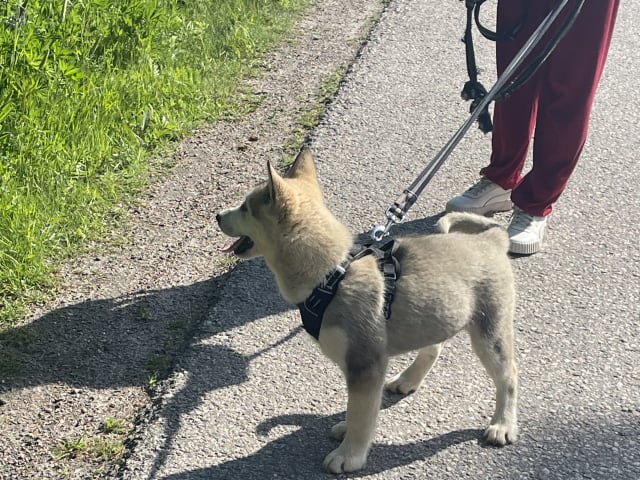 Alaskan Malamute